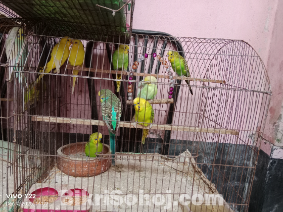 Budgie with cage